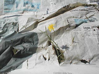 campo2.JPG (28728 byte)