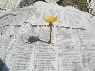 campo3.JPG (28679 byte)