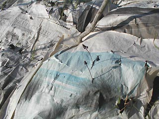 campo6.JPG (32211 byte)