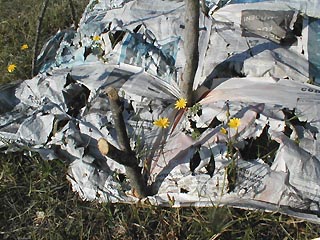 campo7.JPG (42985 byte)