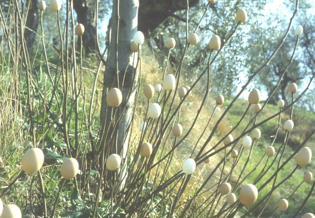 arte per la natura