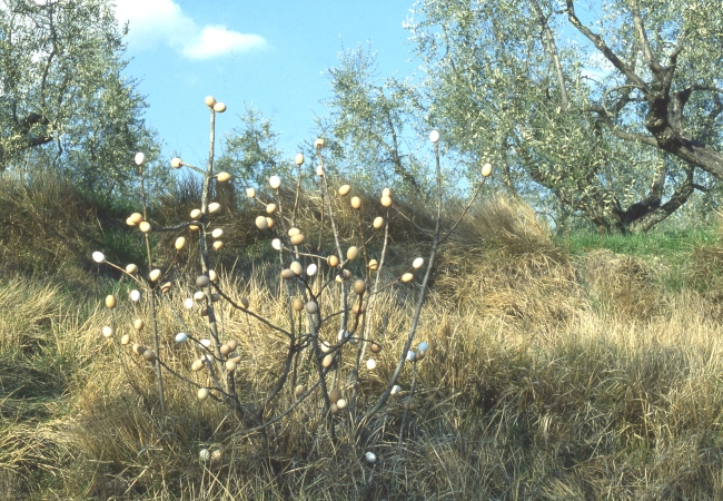 Uova = fiori = arte per la natura