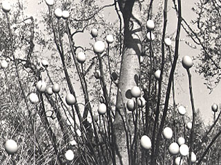 Installazione nell'ambiente e foto di Ivano Vitali - Impruneta 1978