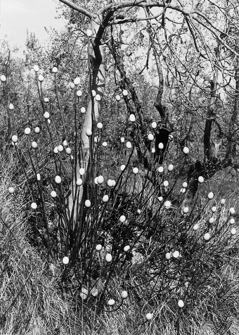 Intervento nell'ambiente e foto di Ivano Vitali - Impruneta 1978
